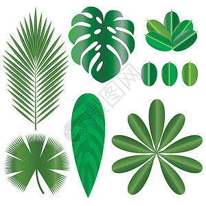 鲍汁鹅掌热带植物的叶子 孤立的项目 棕榈树 Schefflera插画