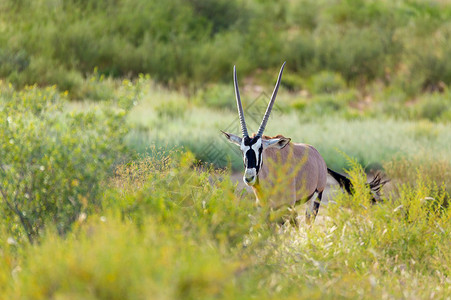 南非长角羚Gemsbok 卡拉哈里的奥里克斯瞪羚沙漠衬套动物跨境沙丘野生动物羚羊哺乳动物动物群食草背景