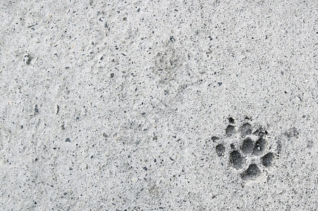混凝土上狗狗的踪迹背景图片