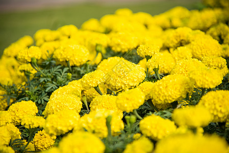 本背景充满了玛莉戈德黄色花朵 满满的都是植物美丽植物学花园庭园花瓣万寿菊场地绿色植物群背景图片