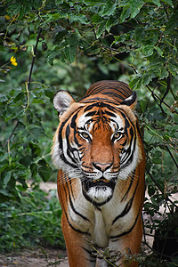 贴近印度支那老虎的正面肖像野生动物手表动物豹属相机动物园丛林哺乳动物晶须鼻子背景图片