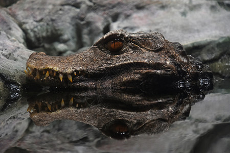水中鳄鱼的Cuvier侏儒caiman鳄鱼肖像高清图片