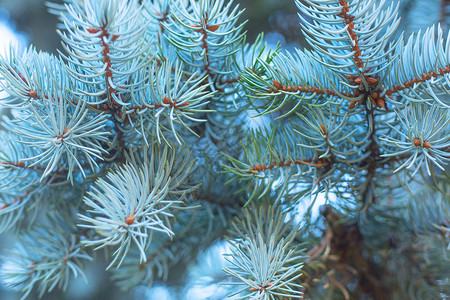 蓝杉的树枝森林木头宏观新年绿色针叶植物云杉蓝色季节背景图片