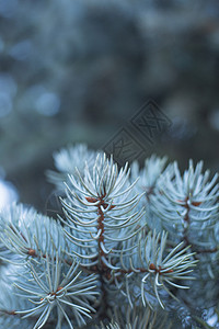 蓝杉的树枝植物新年季节性松树云杉宏观绿色白色季节蓝色背景图片