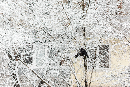 树上覆盖着雪美丽的圣诞节高清图片