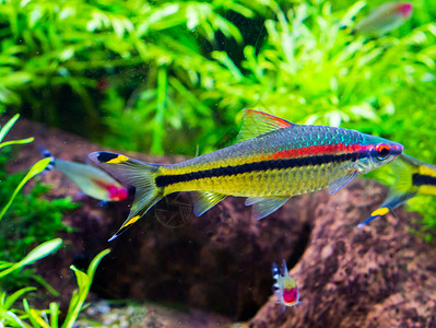 在水族馆游泳的小型和多彩四面小鱼 黑色 黄色和红条纹银色背景图片