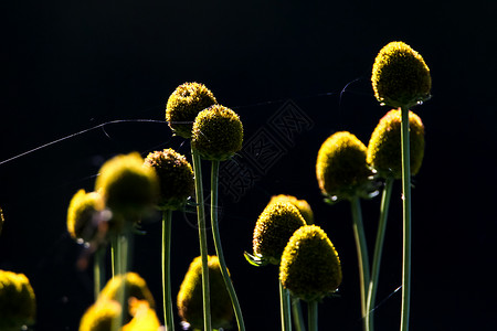 深底黄色花朵牧场花园园艺场景野花植物花粉环境背景土地背景图片