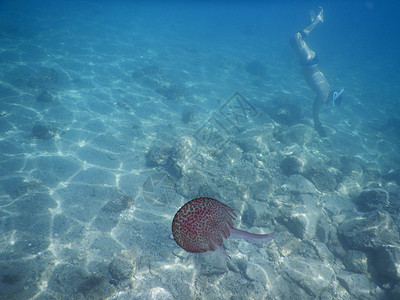 优雅游泳水母意大利利古里海的粉红水母主题假期粉色海洋触手动物气候热带蓝色关键词背景