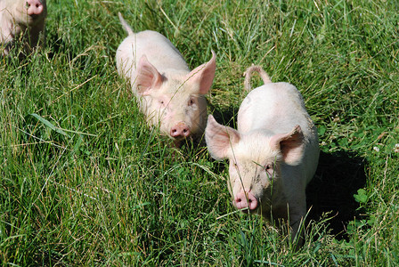 三只小猪素材一些小猪在草地里跑来跑去粉色农业绿色农田宠物兽医荒野环境生长猪圈背景