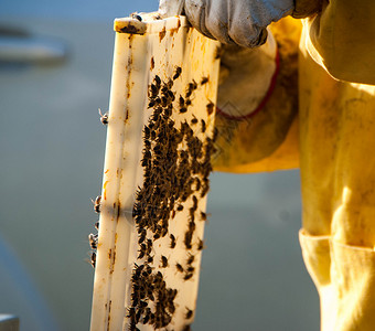 养蜜蜂的养蜂人花粉蜂房养蜂业蜂蜜蜂场育雏昆虫果园蜂窝细胞背景图片