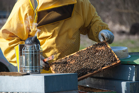 养蜜蜂的养蜂人生物食物花粉养蜂业动物蜂房蜂窝蜂蜜框架蜂蜡背景