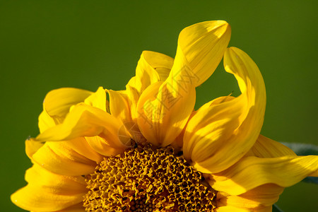 特写向日葵抽象碎片太阳植物群花园野花牧场土地花瓣环境园艺草地背景图片