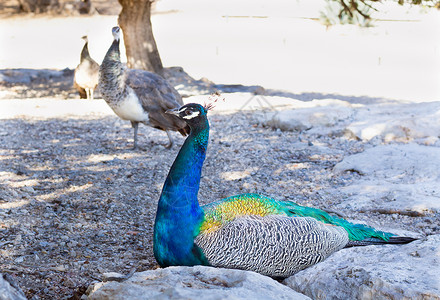 蓝色多彩多色孔雀坐落在沙岩中动物园鸭子法郎兽性动物群动物学啄木鸟飞行蓝晶海洋背景图片