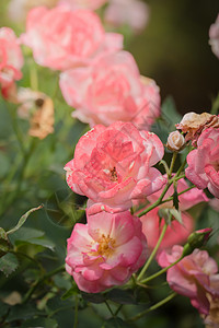 花园里的玫瑰花玫瑰日光植物群情人树叶花瓣绿色粉色背景图片