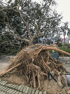 连根拔起的大树台风灾难树木背景图片