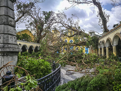 连根拔起的大树飓风灾难台风教会树木高清图片