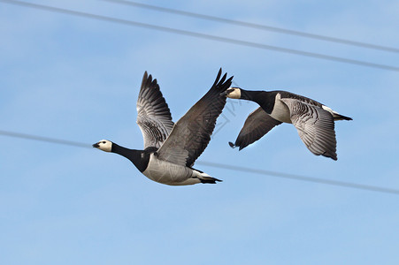 加拿大鹅背景飞翔的鸟儿移民高清图片