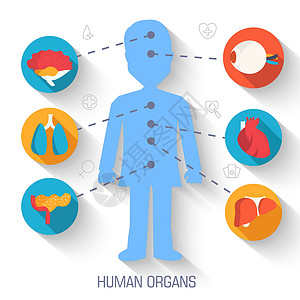 设置平面人体器官图标插图信息图表概念 矢量背景设计 网站和移动设备的模板设计图片