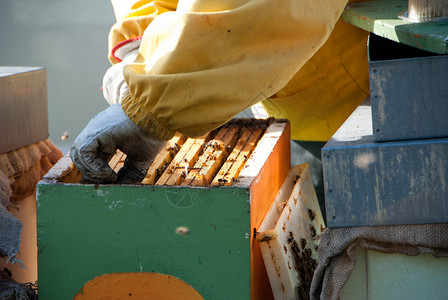 养蜜蜂的养蜂人蜂蜡生物动物蜂窝养蜂业殖民地花粉蜂场蜂蜜麻疹背景图片