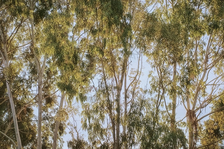 桃树林素材黎明时分 Eucalyptus绿林背景