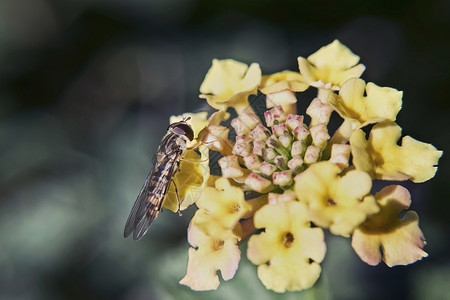 一只黄色的小小雪佛罗的苍蝇高清图片