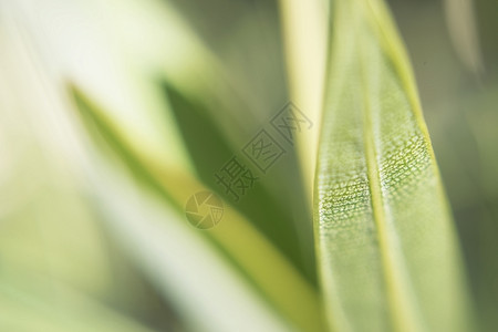 叶叶的绿色长细薄铸造纹理热带质地光线露天叶子植物晴天植物群条纹光影背景图片