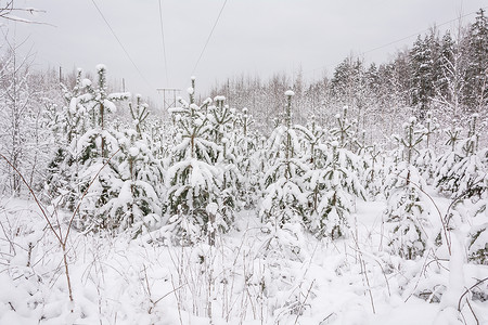 格罗夫的树木冬季森林 格罗夫 雪中的树天气季节树木树林松树分支机构积雪云杉背景