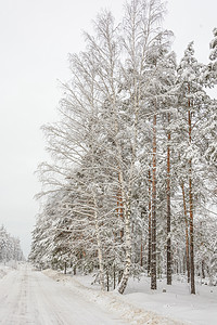 格罗夫的树木冬季森林 格罗夫 雪中的树树林云杉桦木阴天分支机构积雪松树树木天气季节背景