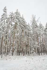 冬季森林 格罗夫 雪中的树阴天分支机构桦木松树云杉积雪季节天气树林树木背景图片