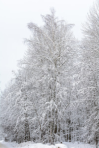 冬季森林 格罗夫 雪中的树阴天松树分支机构天气积雪季节树林树木云杉背景图片