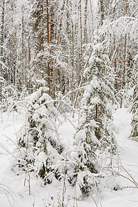 冬季森林 格罗夫 雪中的树阴天分支机构云杉树林季节积雪天气树木松树背景图片