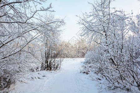 格罗夫的树木森林 格罗夫 树木 雪日的冬季之路云杉阳光晴天太阳天气阴天季节桦木松树小路背景