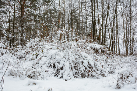 格罗夫的树木冬季森林 格罗夫 雪中的树天气季节阳光树木积雪天空分支机构松树树林衬套背景