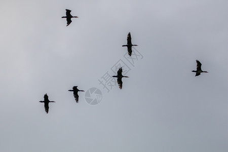 一群鸭子在蓝天飞翔编队组织野生动物多云航班荒野团队团体天空翅膀背景图片