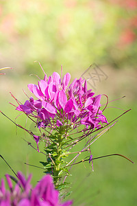 五颜六色的花的背景图片植物季节宏观紫色植物群粉色生长花瓣花束背景图片