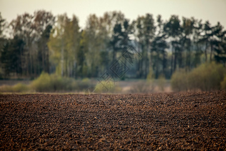 春季时种田国家玉米黑土树木地平线薄雾黏土假期木头粮食背景图片