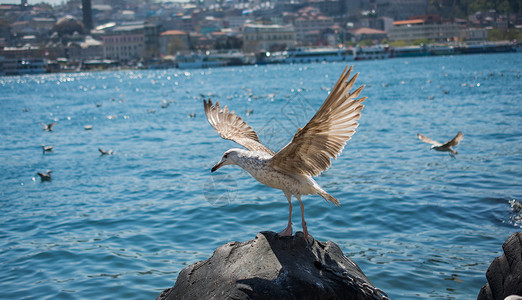 单海鸥在海岸上发现羽毛荒野蓝色照片航班天空自由鸟类动物翅膀背景图片