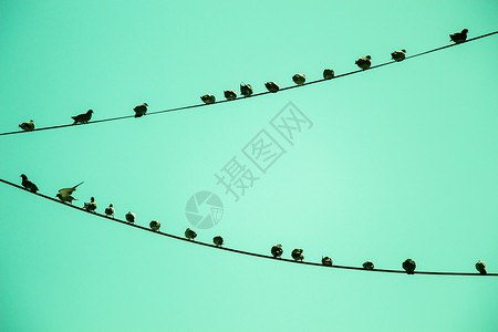 鸽子在铁丝上缠着羽毛岩石野生动物鸟类灰色白色翅膀荒野城市飞行背景图片