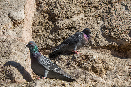 鸽子们坐在岩石上石头自由动物飞行灰色白色野生动物鸟类羽毛照片背景图片