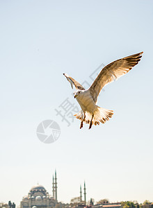 单海鸥飞越海洋飞行自由鸟类动物荒野翅膀蓝色羽毛航班照片背景图片
