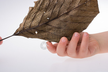 手握着白色背景的干叶黄色叶子棕色植物树叶季节水彩背景图片