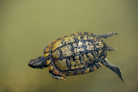 孤独的海龟在湖中游泳池塘爬虫野生动物生物爬行动物栖息地乌龟公园水面背景图片