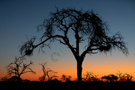 内雷特瓦三角洲非洲日落 前面有树国家辉光荒野公园野生动物旅行阳光太阳风景大草原背景