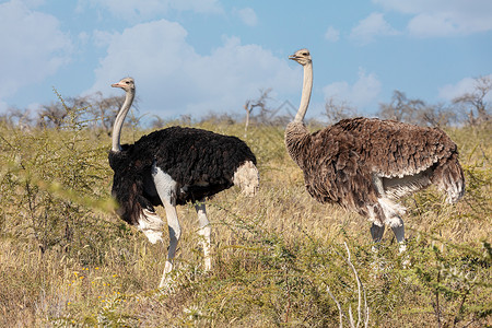 Ostrich 在Etosha 非洲野生动物野外旅行动物荒野男性骆驼跨境沙漠夫妻鸟鸟跑步羚羊背景图片