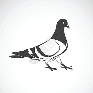 归元白背景的鸽子设计矢量 鸟类图标 野生A插画