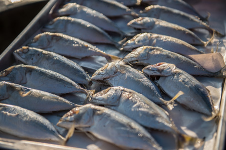 印度马克尔鱼 特写生食品鲭鱼餐厅市场食物海鲜海洋营养饮食钓鱼动物背景图片