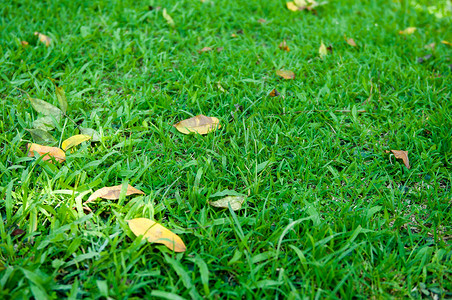 自然背景的草原植物群场地地面土地墙纸绿色季节叶子草地生长背景图片