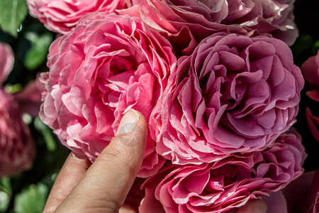 在玫瑰园中握着玫瑰的手礼物绿色叶子美丽植物花瓣白色花园背景图片