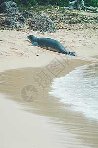 夏威夷僧海豹海浪西方高清图片