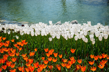 郁金香花流在水边池塘郁金香背景图片